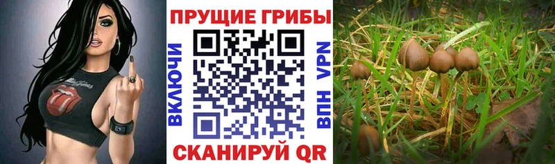 наркошоп  Темников  Галлюциногенные грибы Magic Shrooms 